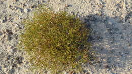 Image of Gutierrezia ramulosa (Greene) M. A. Lane