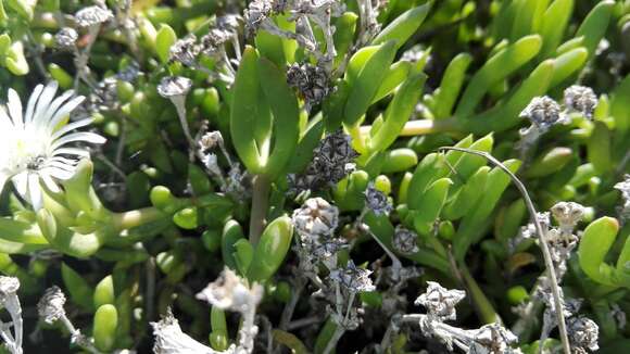 Imagem de Delosperma uncinatum L. Bol.