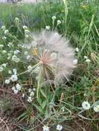 Image of Tragopogon bjelorussicus Artemczuk