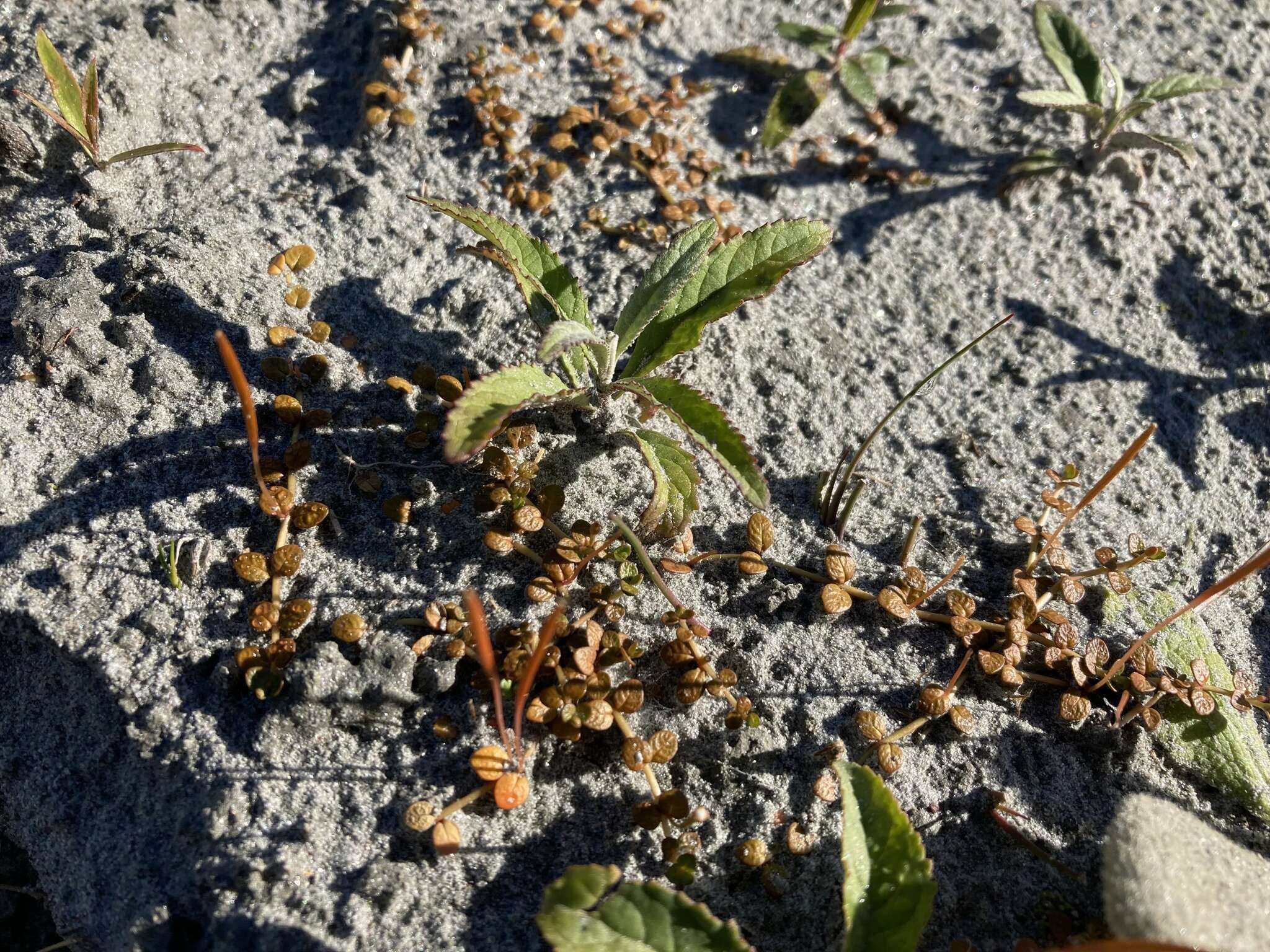 Image of Epilobium komarovianum Leveille