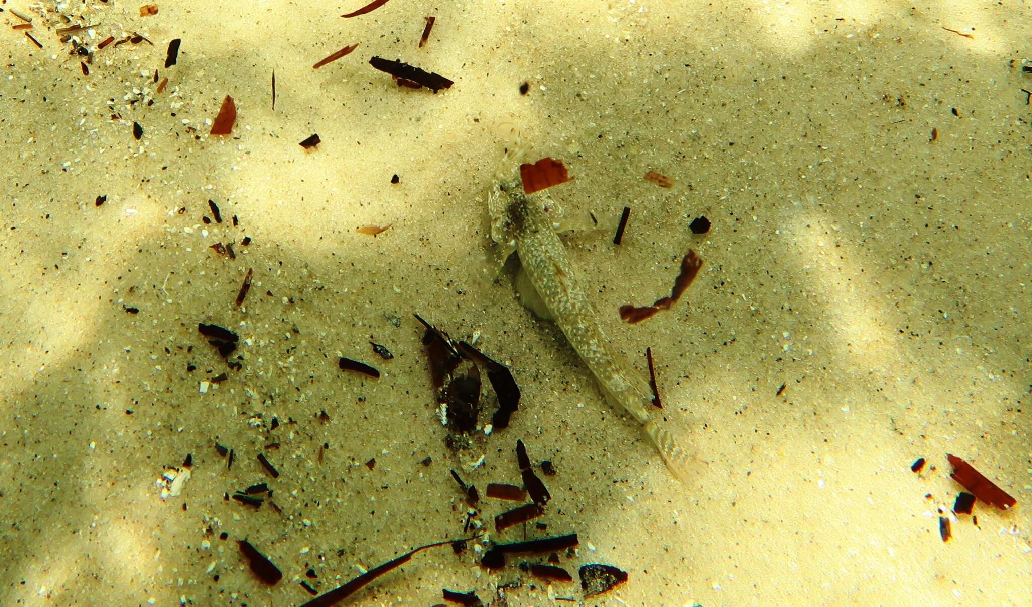 Image of Long finned goby