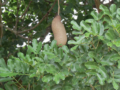 Image of sausage tree