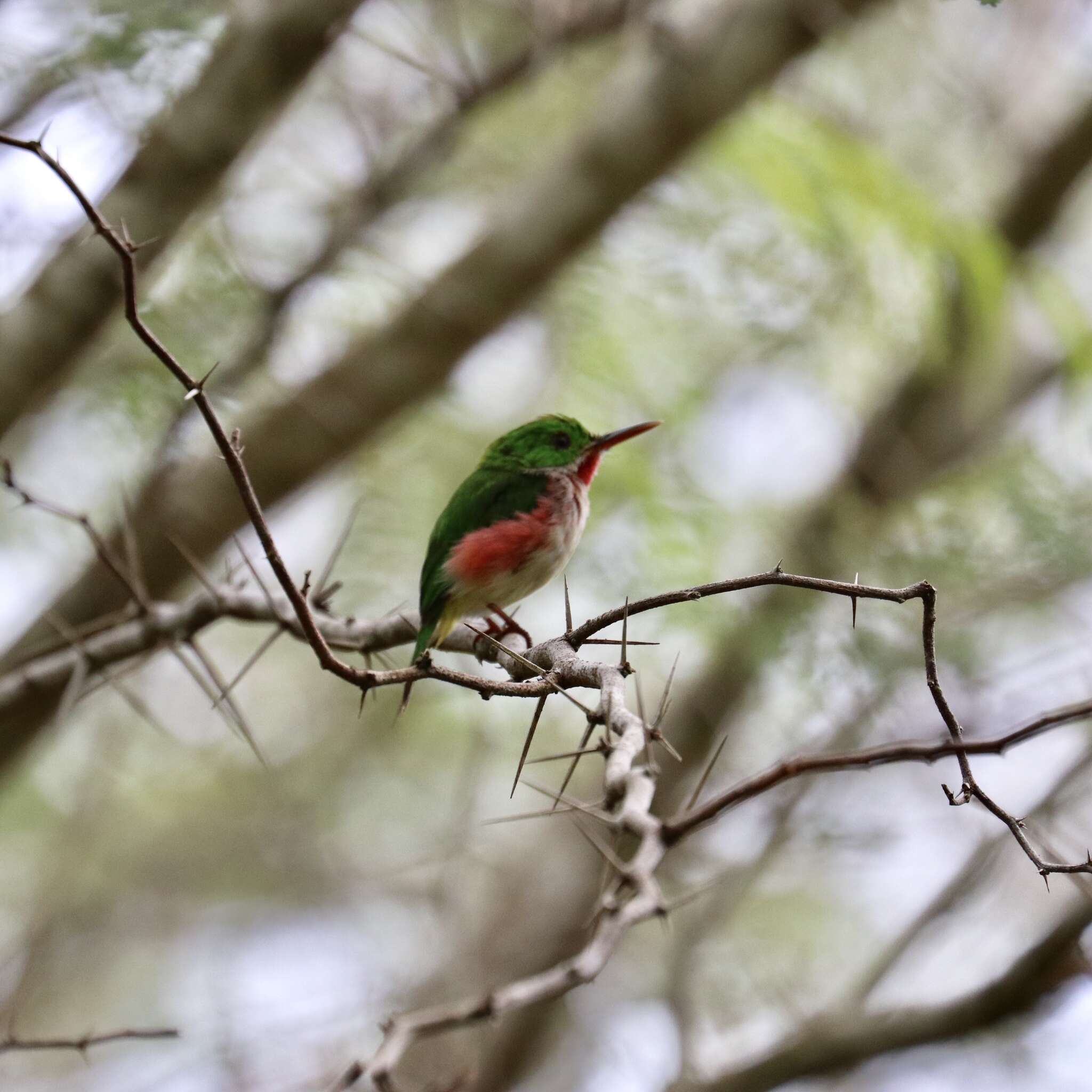 Image of Broad-billed Tody