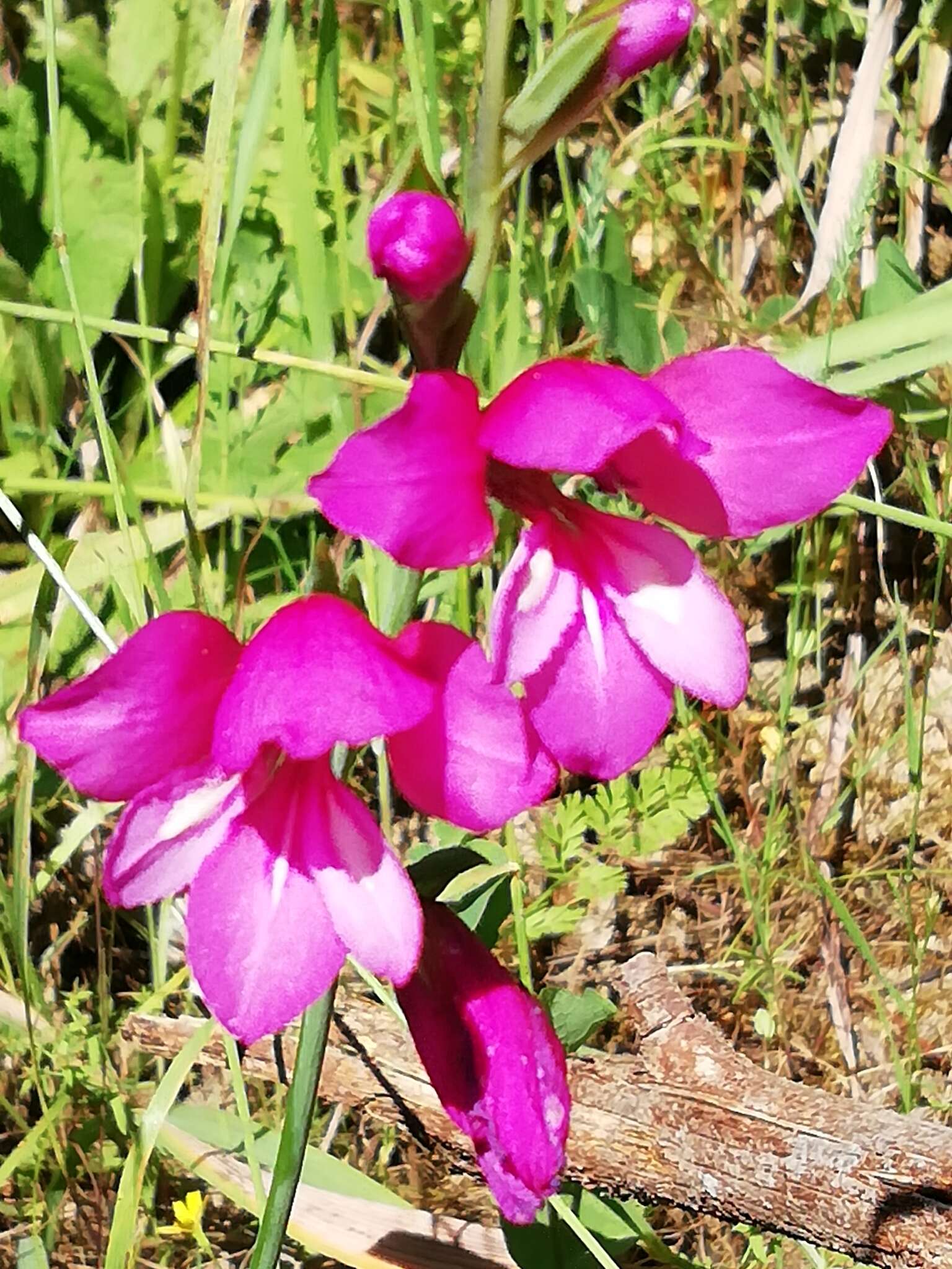 Image of Gladiolus illyricus W. D. J. Koch