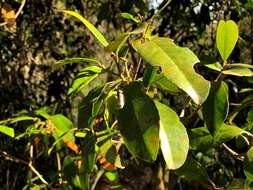 Image of Croton acronychioides F. Muell.