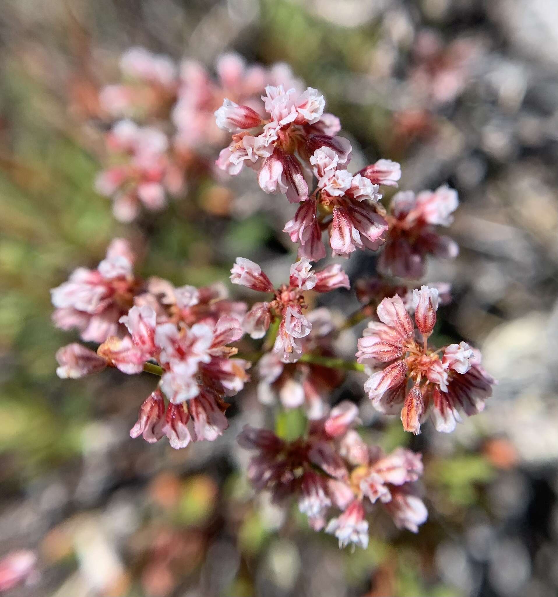 Image of Eriogonum microtheca var. alpinum Reveal