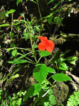 Achimenes admirabilis Wiehler的圖片