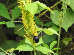 Plancia ëd Xylocopa ruficornis Fabricius 1804