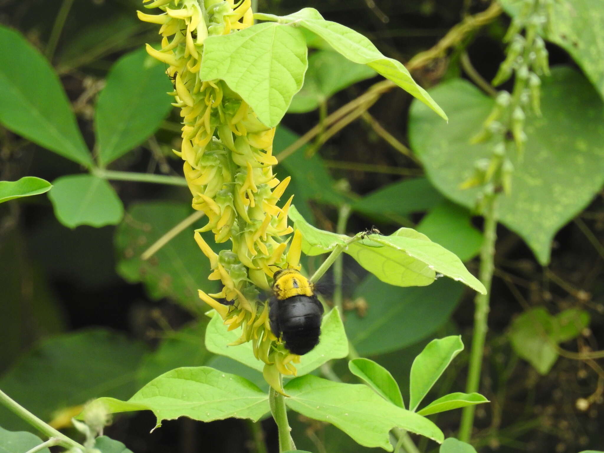 Image of Xylocopa ruficornis Fabricius 1804