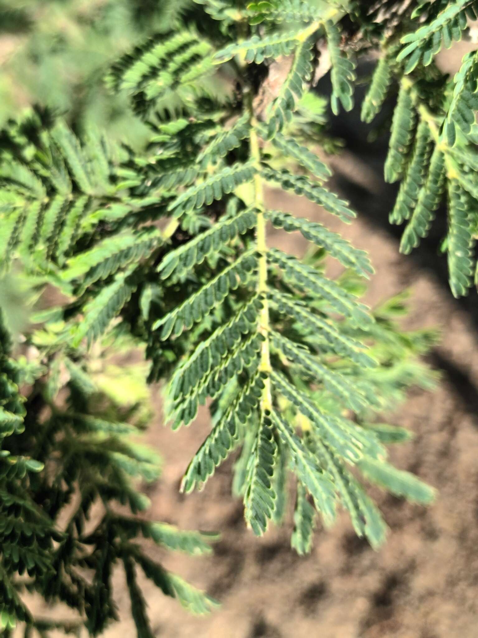 Image of Grey-haired acacia