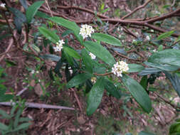 Image of Pimelea drupacea Labill.