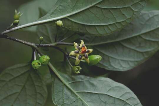 Image of Physalis campechiana L.