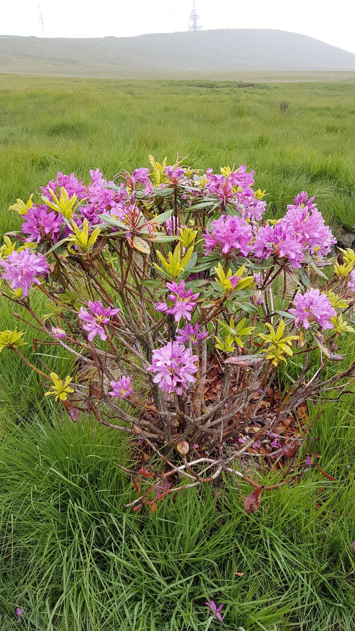 Image of Pontic Rhododendron