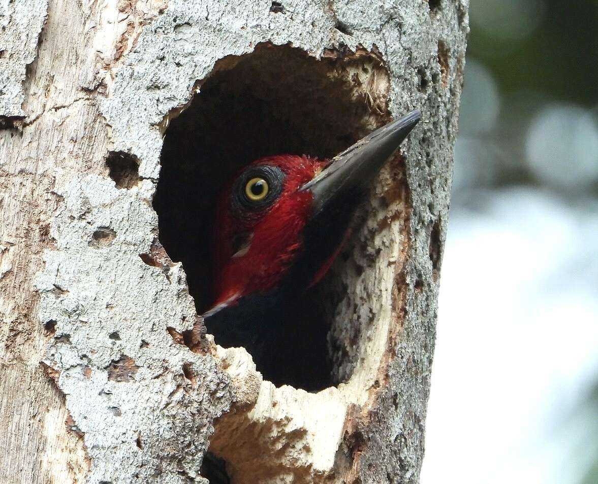 Image of Guayaquil Woodpecker