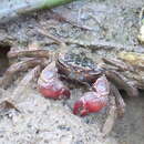 Image of Singapore Tree-climbing Crab