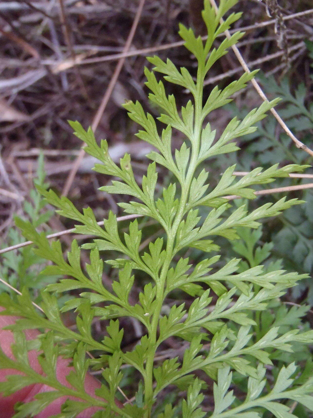 Image of Asplenium adiantum-nigrum var. solidum (Kunze) J. P. Roux