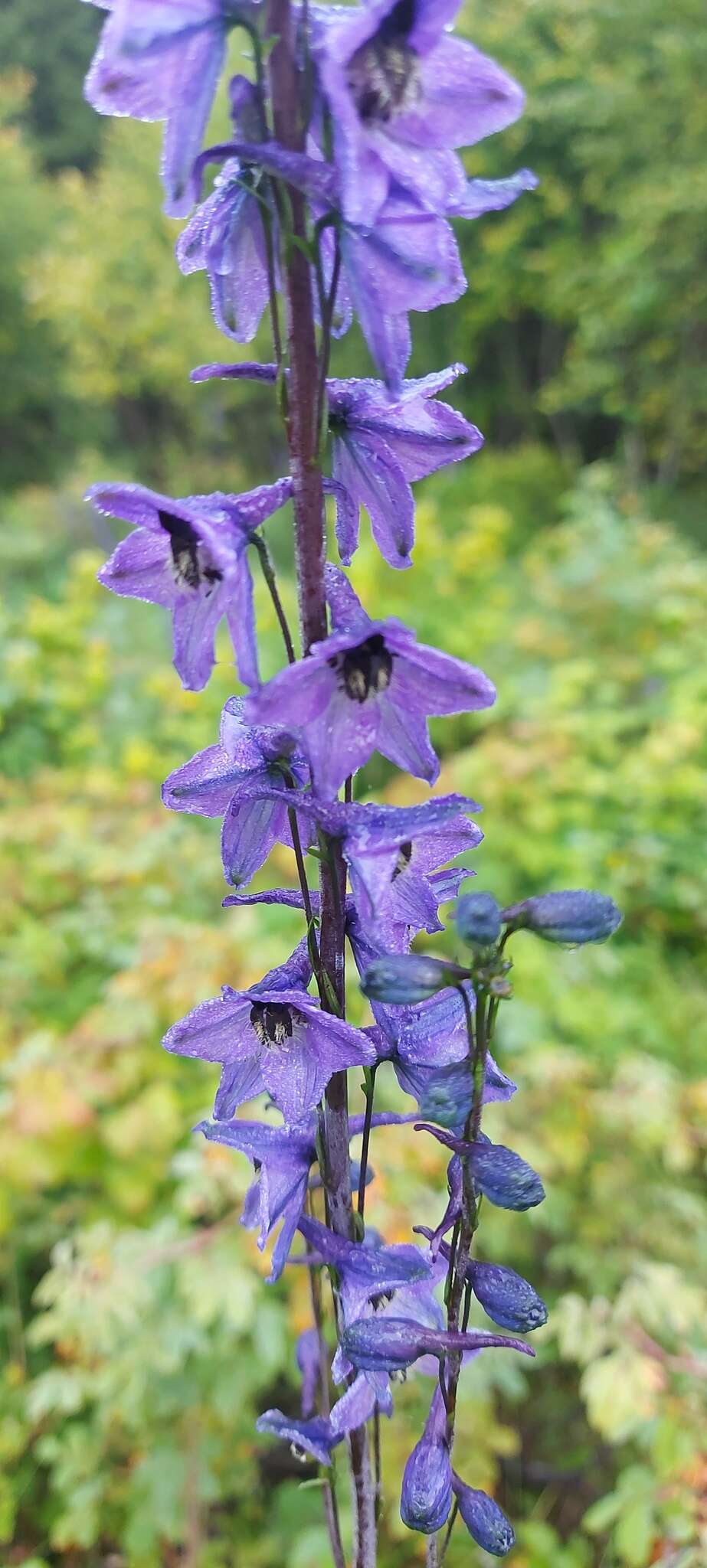 Delphinium korshinskyanum Nevski的圖片