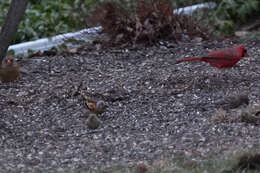 Image of Brambling