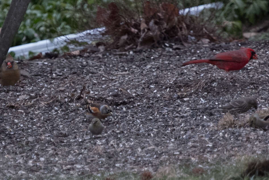 Image of Brambling