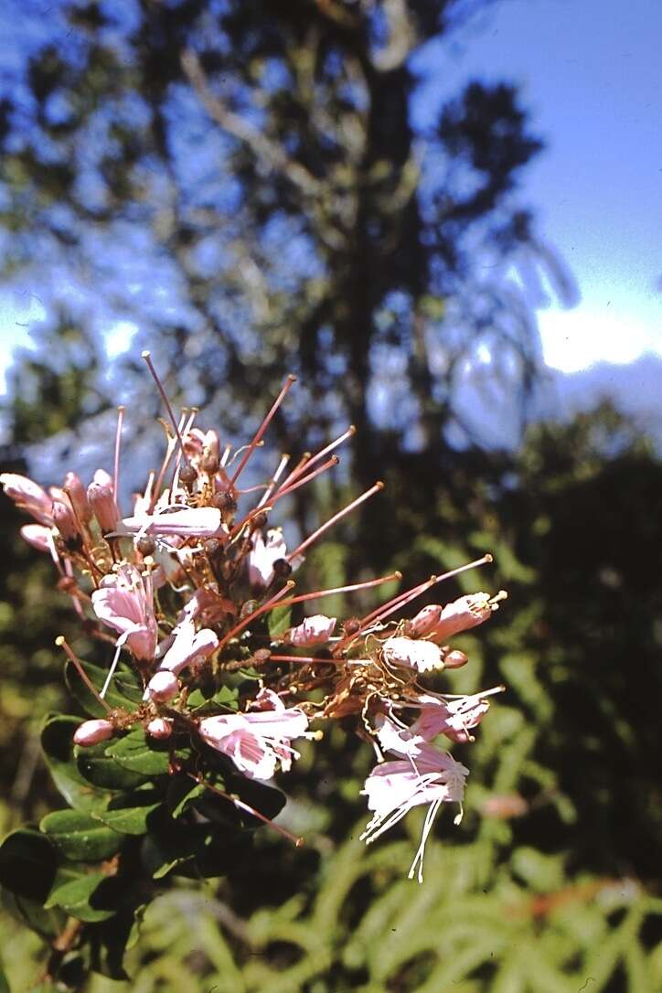 Image of Bejaria aestuans L.