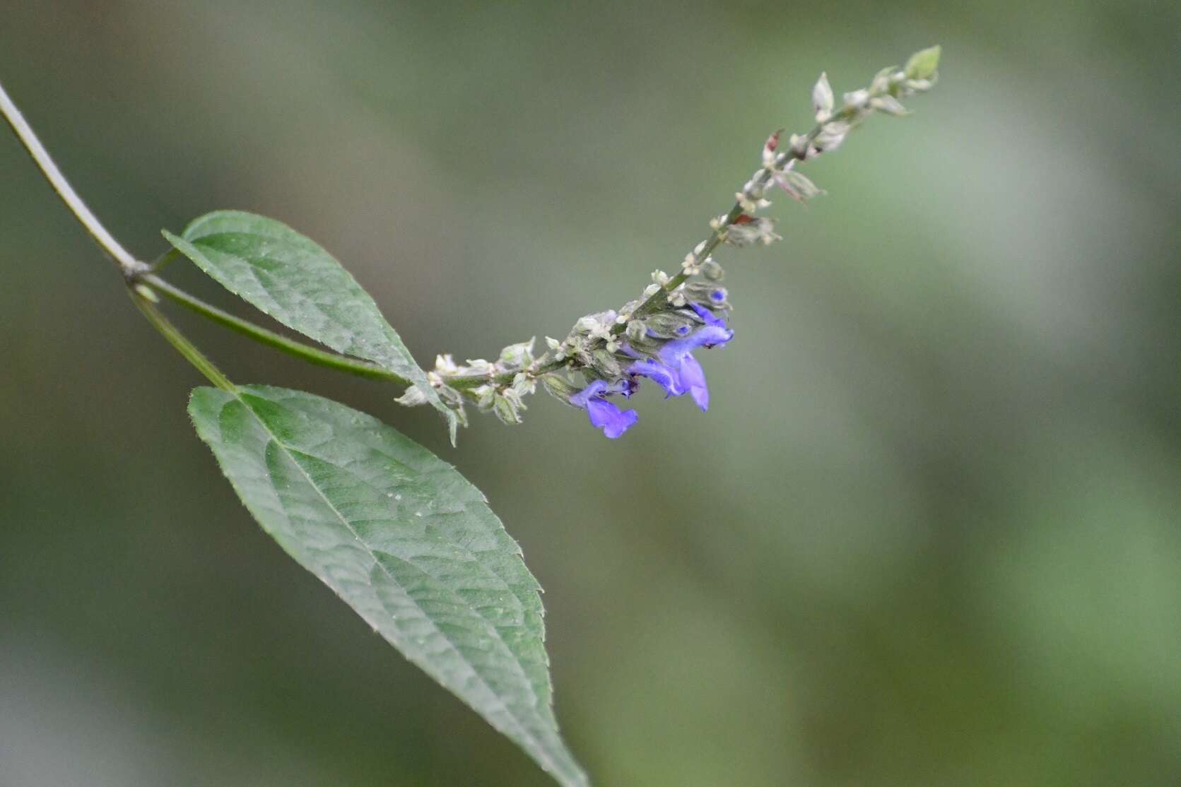 Image of Salvia connivens Epling