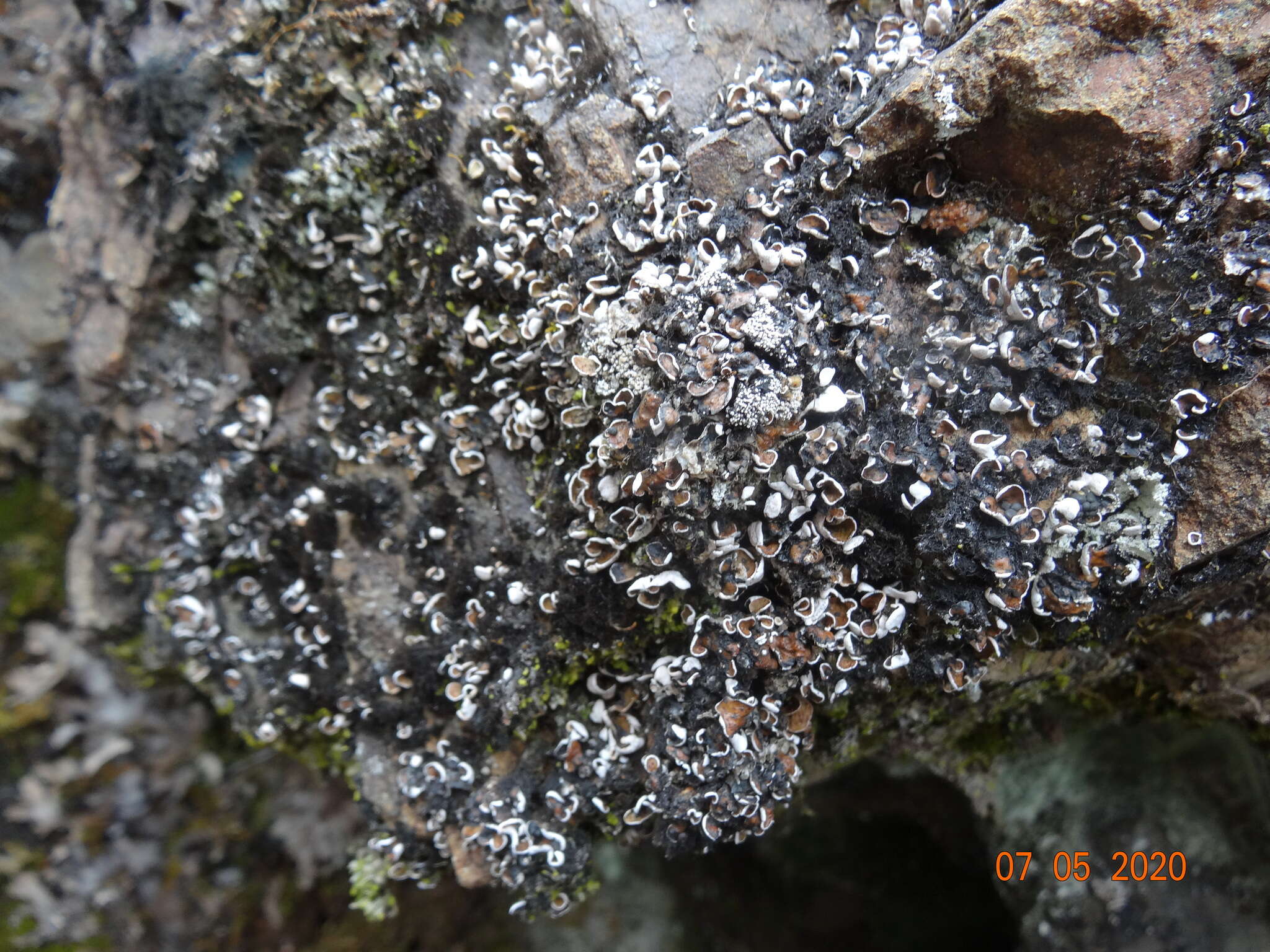 Image of Himalaya fishscale lichen