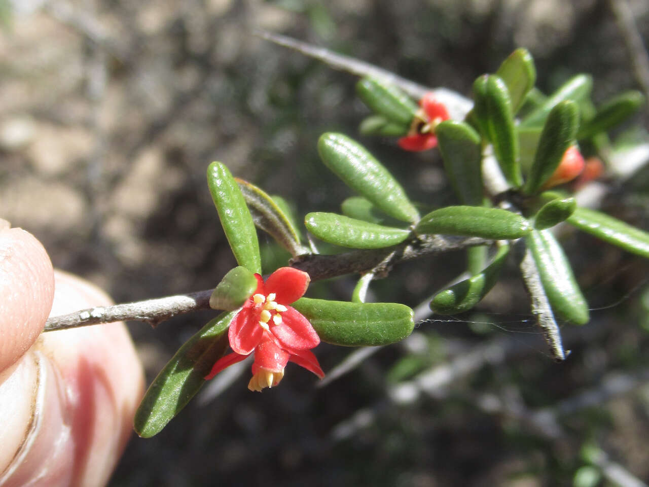 Imagem de Castela erecta subsp. texana (Torr. & A. Gray) Cronquist