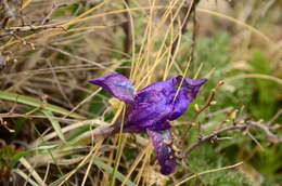 Image of Iris tigridia Bunge ex Ledeb.
