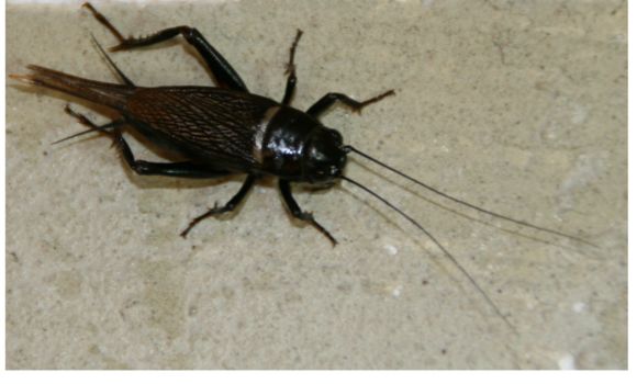 Image of African field cricket