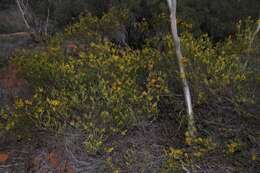 Image of Acacia lineata A. Cunn. ex G. Don