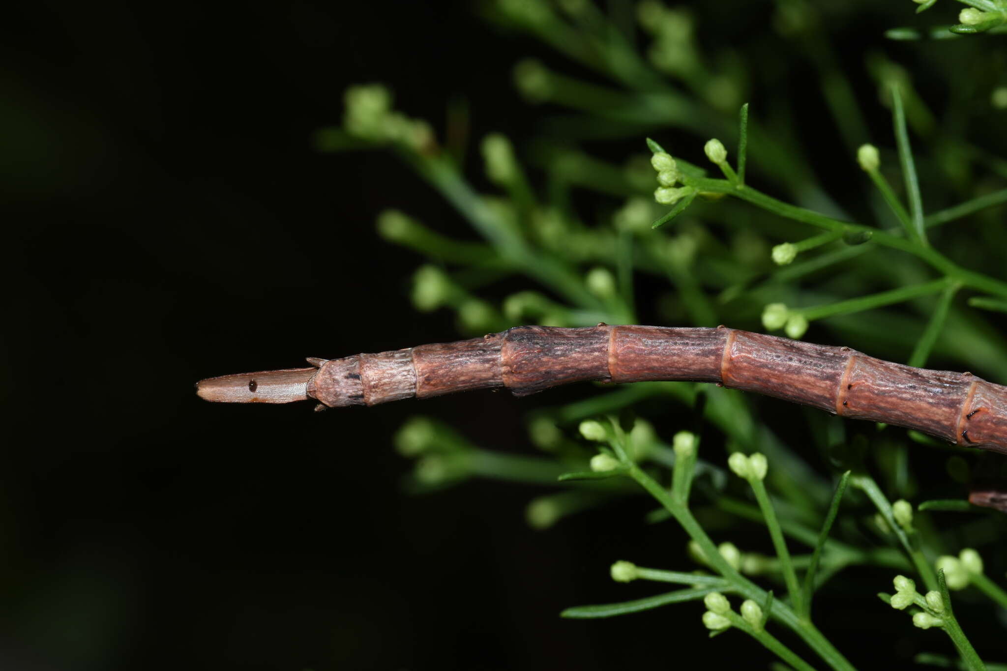 Image of Haplopus scabricollis (Gray & G. R. 1835)