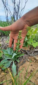 Plancia ëd Penstemon buckleyi Pennell