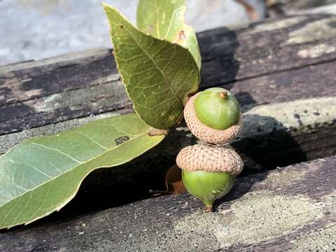 Imagem de Quercus tarokoensis Hayata