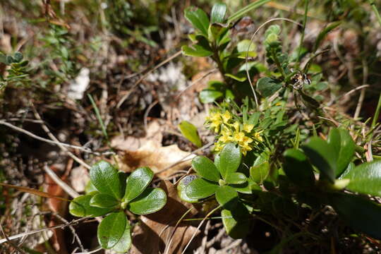 Image of Thymelaea ruizii Loscos ex Casav.