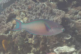 Image of Three-colour Parrotfish