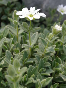 صورة Cerastium dinaricum G. Beck & Szysz.