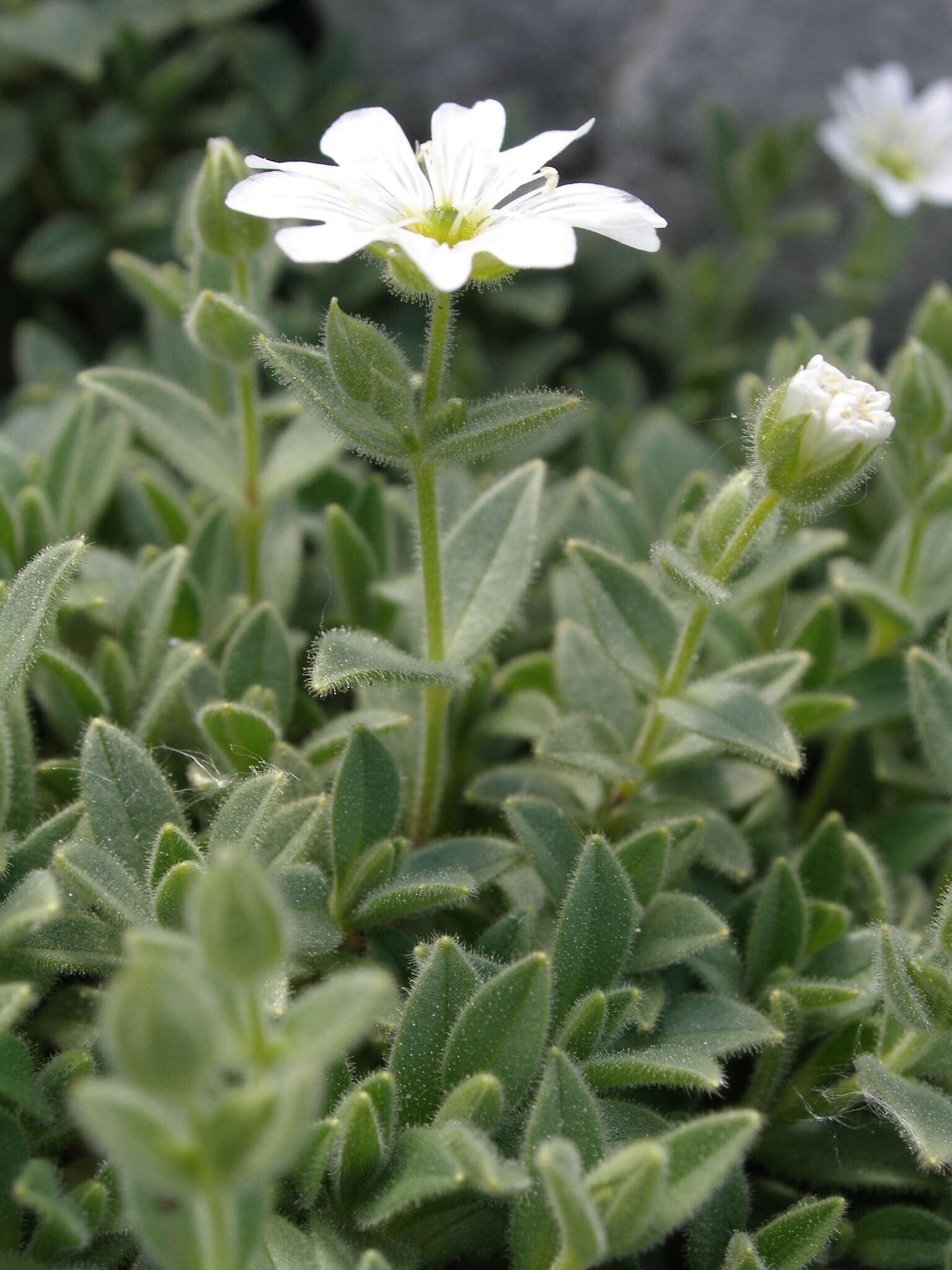 Imagem de Cerastium dinaricum G. Beck & Szysz.