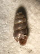 Image of <i>Gastrocopta procera</i>