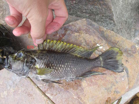 Image of Lamprologus lemairii Boulenger 1899