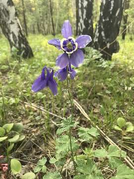 Aquilegia sibirica Lam. resmi