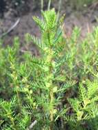 Image of Comb-Leaf Mermaidweed