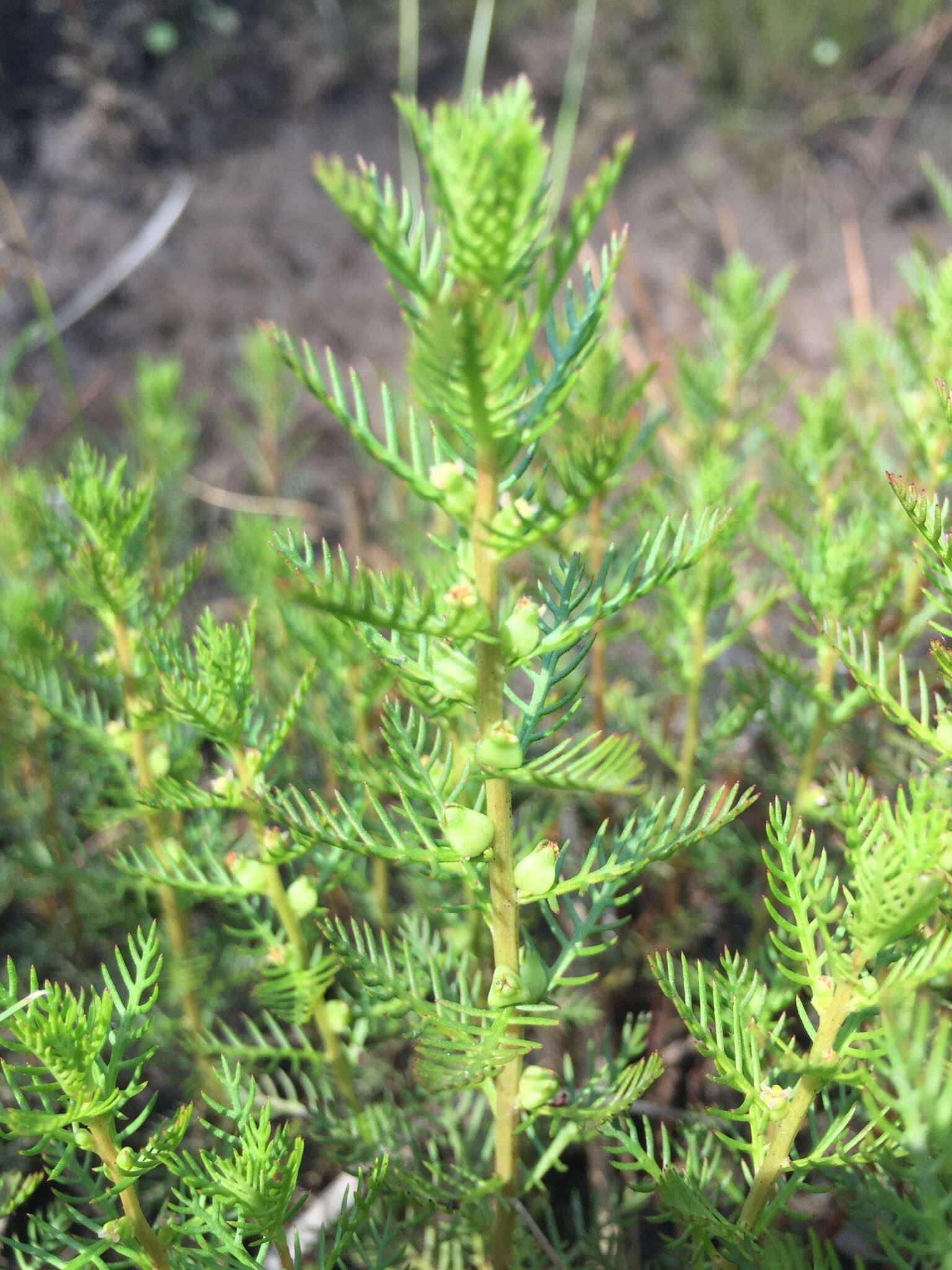 Image of Comb-Leaf Mermaidweed