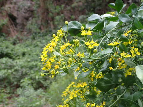 Image of Ruta pinnata L. fil.