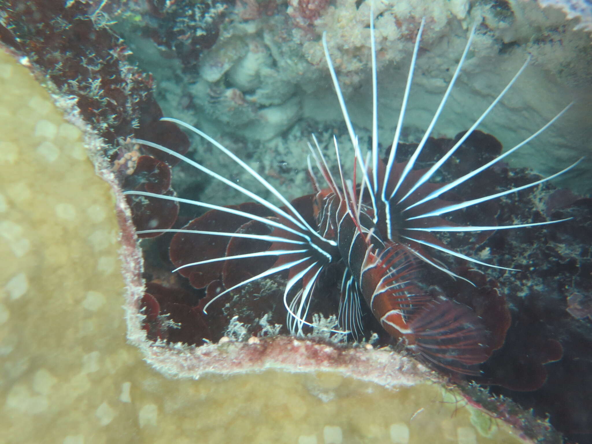 Image of Radial firefish