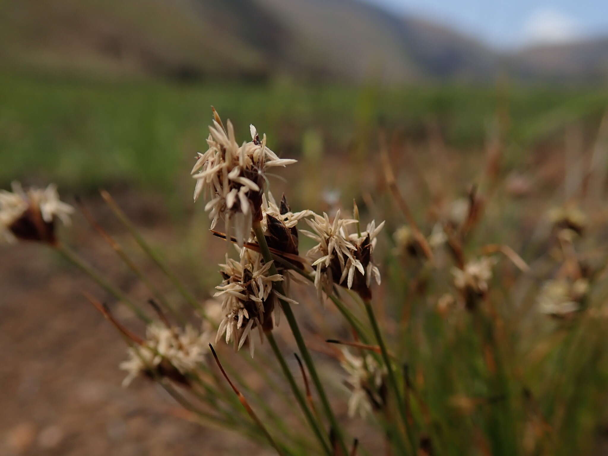 Image of Bulbostylis oritrephes (Ridl.) C. B. Clarke