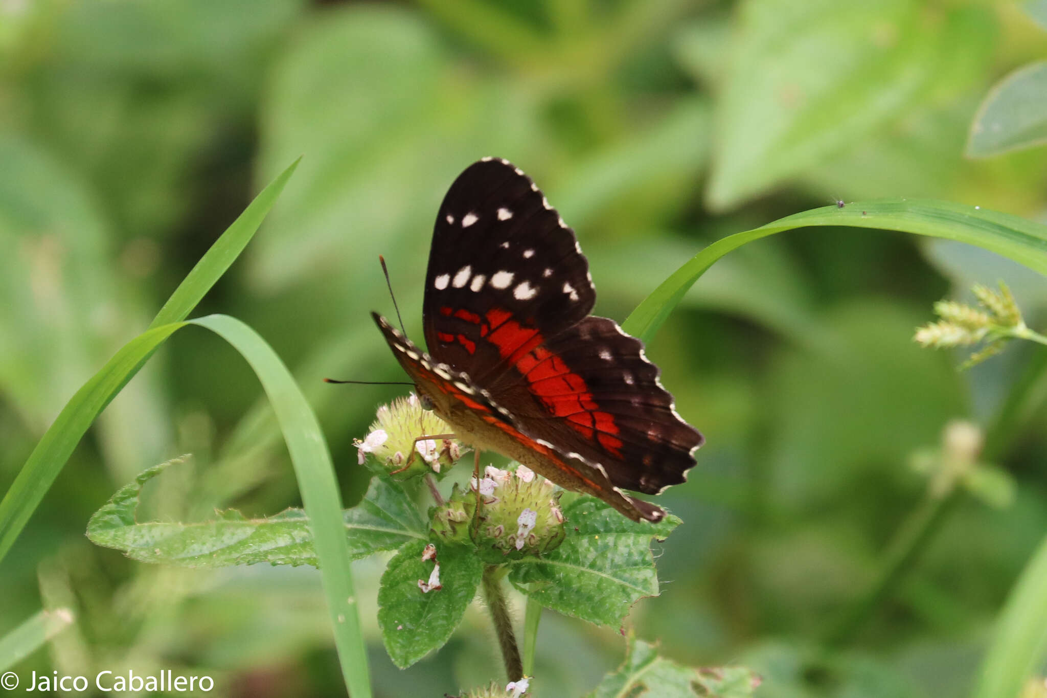 Plancia ëd Anartia amathea Linnaeus 1758