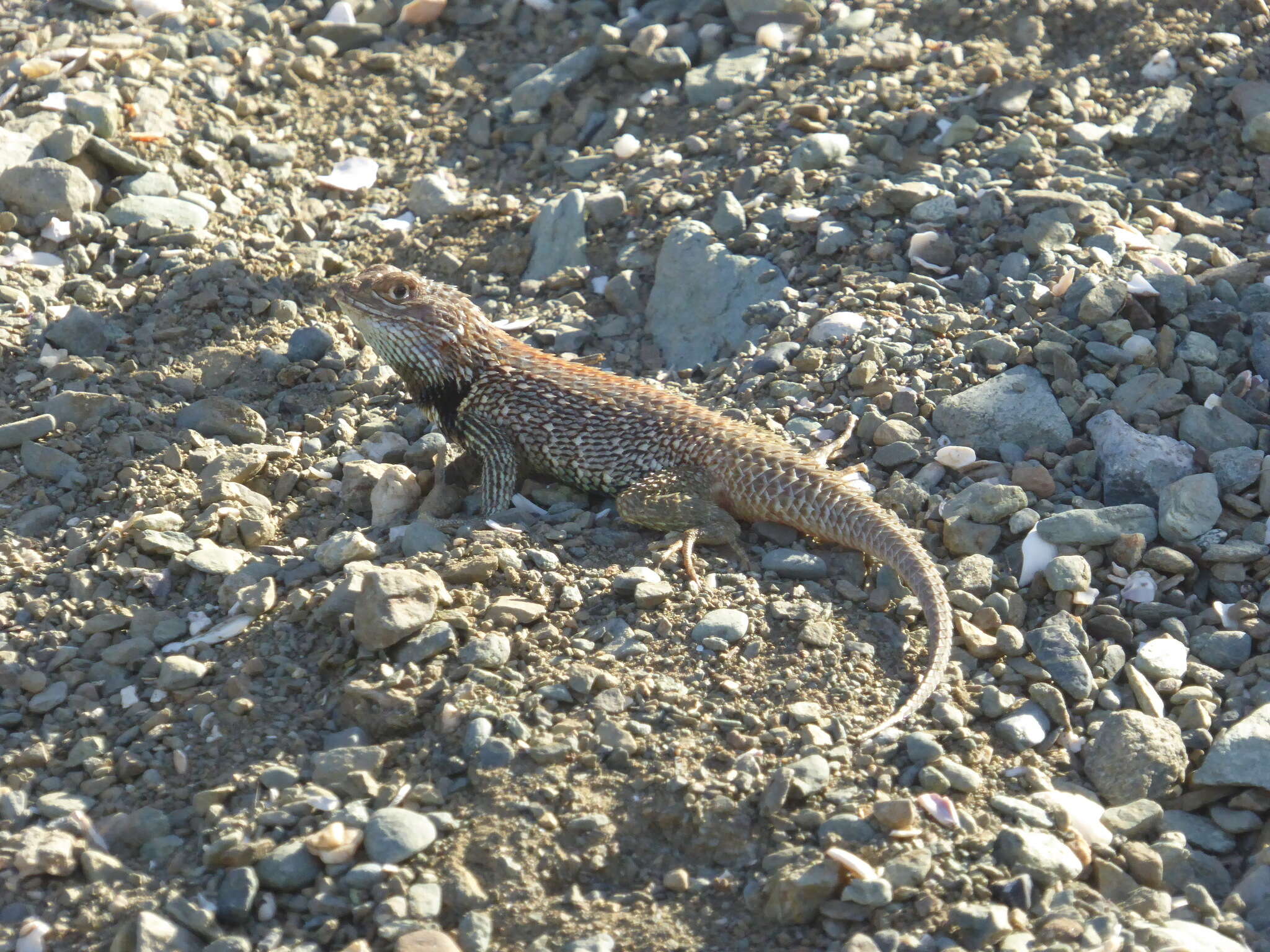 Image of Baja California Spiny Lizard