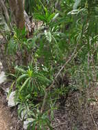 Слика од Phyllanthus epiphyllanthus L.