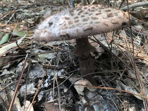 Image of Amanita westii (Murrill) Murrill 1945