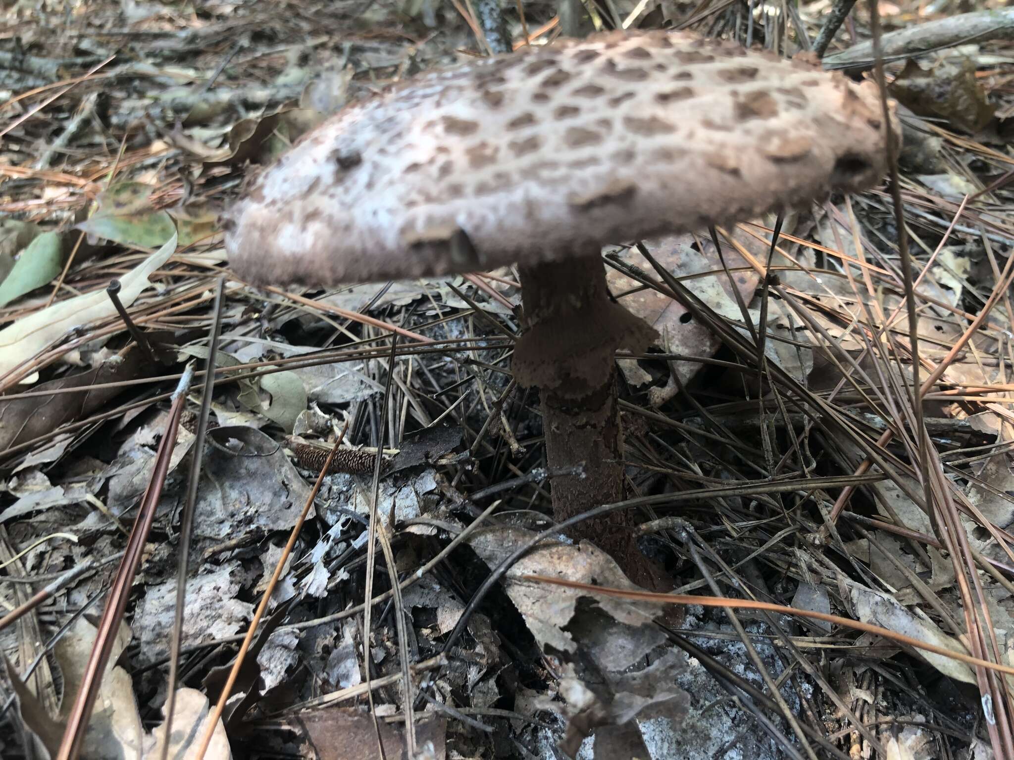 Plancia ëd Amanita westii (Murrill) Murrill 1945